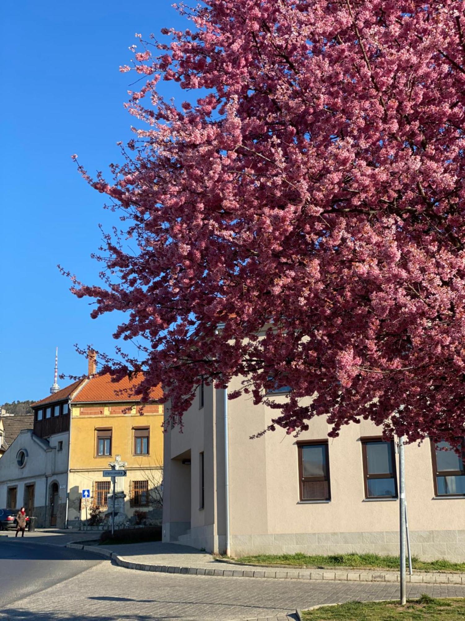M18 - Csak Egy Lepes A Toertenelmi Belvaros - Free Parking Apartman Pécs
